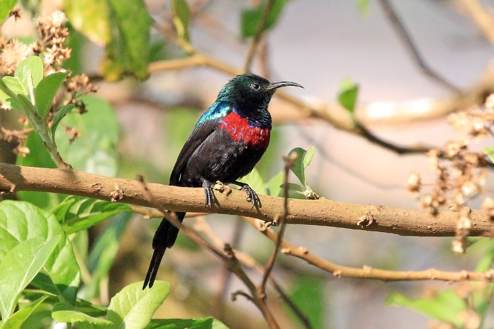 image Red-chested Sunbird